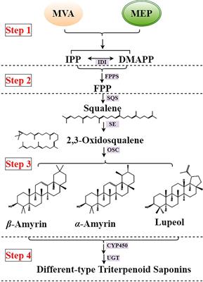 The triterpenoid saponin content difference is associated with the two type oxidosqualene cyclase gene copy numbers of Pulsatilla chinensis and Pulsatilla cernua